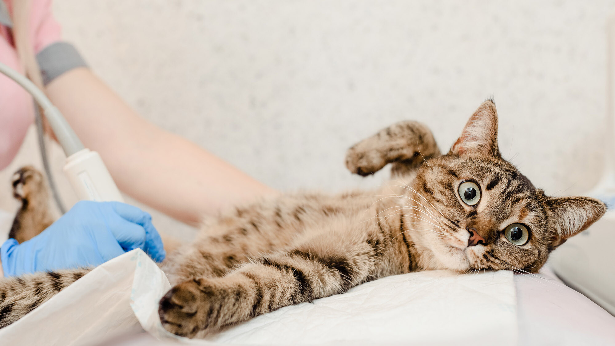 TVD-Partner-fuer-Tieraerzte-3